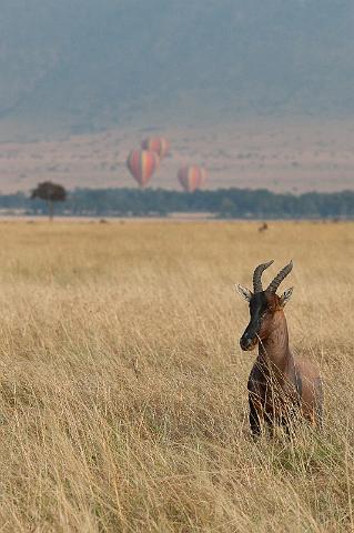 012 Kenia, Masai Mara, lierantilope.jpg